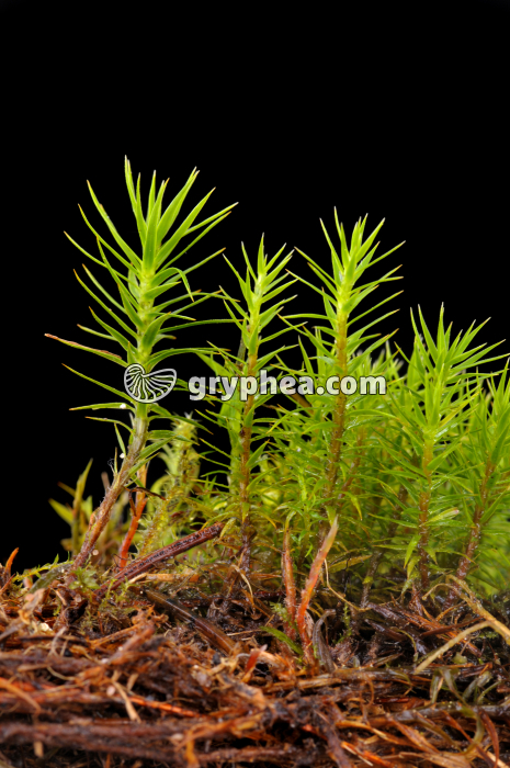 Polytrics appareil végétatif - gryphea.org